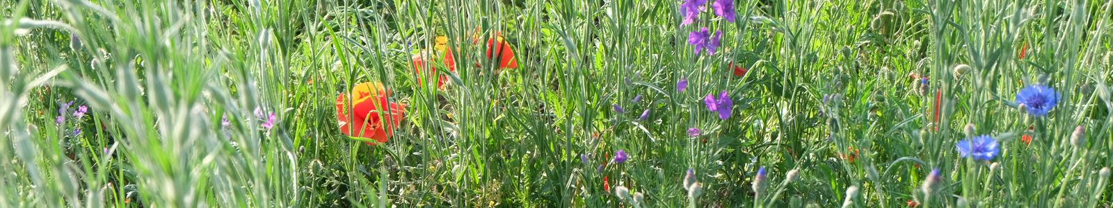 Wiese mit bunten Blumen ©K. Hörter